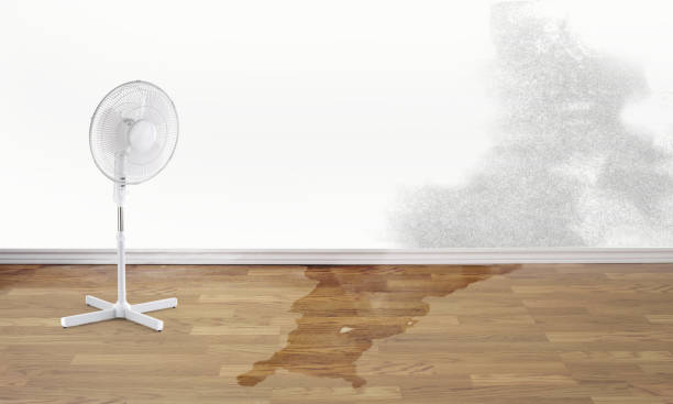 Best Mold removal after water damage  in Hawthorn Woods, IL